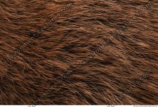 fur nutria 0002